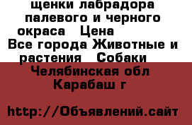 щенки лабрадора палевого и черного окраса › Цена ­ 30 000 - Все города Животные и растения » Собаки   . Челябинская обл.,Карабаш г.